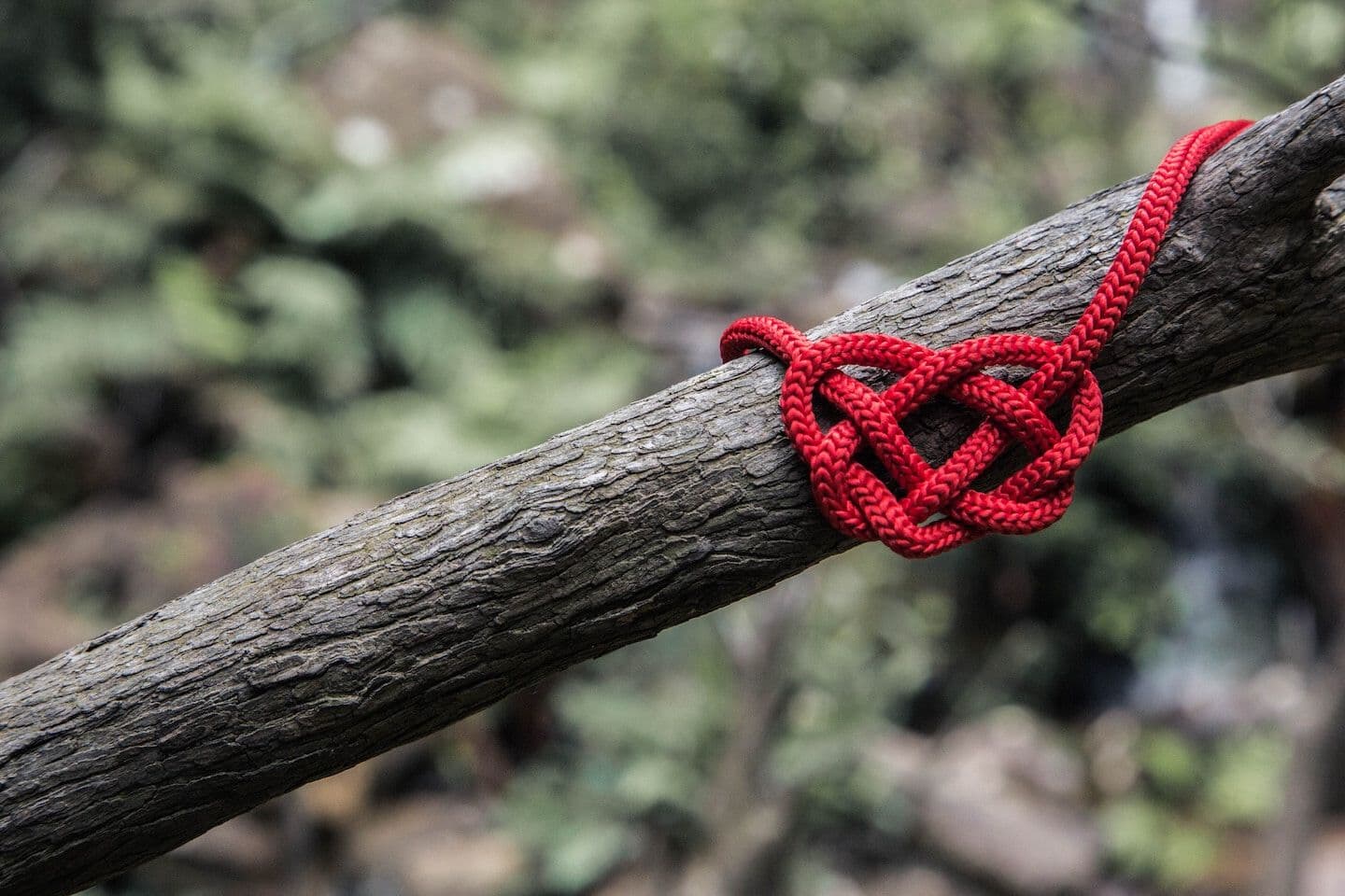 Red rope tied into a heart-shaped knot on a tree branch